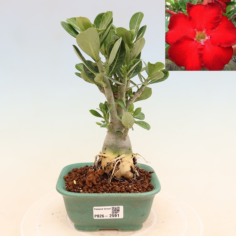 Bonsai da interno - Adenium obesum Red Star - Rosa del deserto