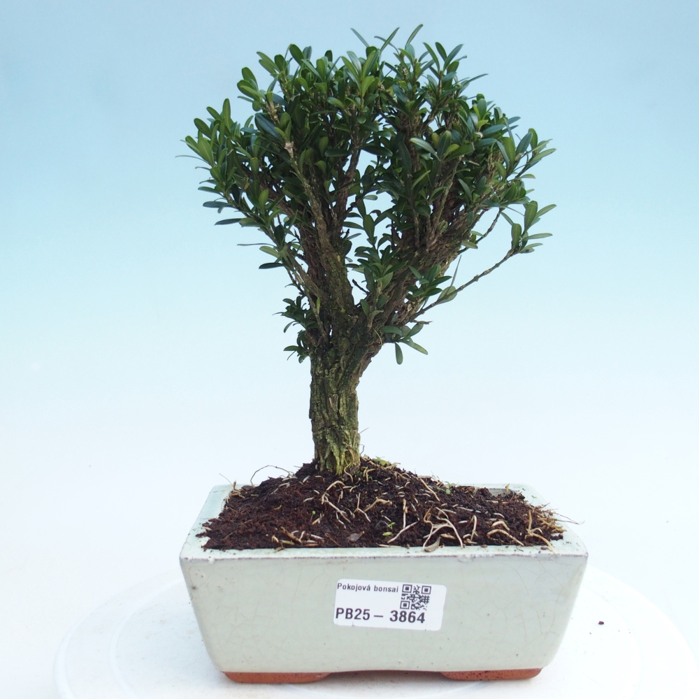 Camera bonsai - Buxus harlandii - buxus da sughero