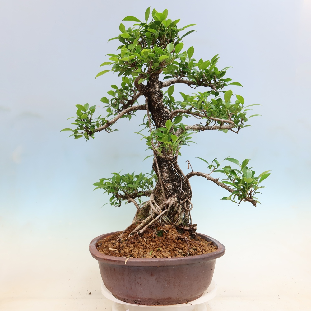 Camera bonsai - Ficus kimmen - ficus a foglie piccole