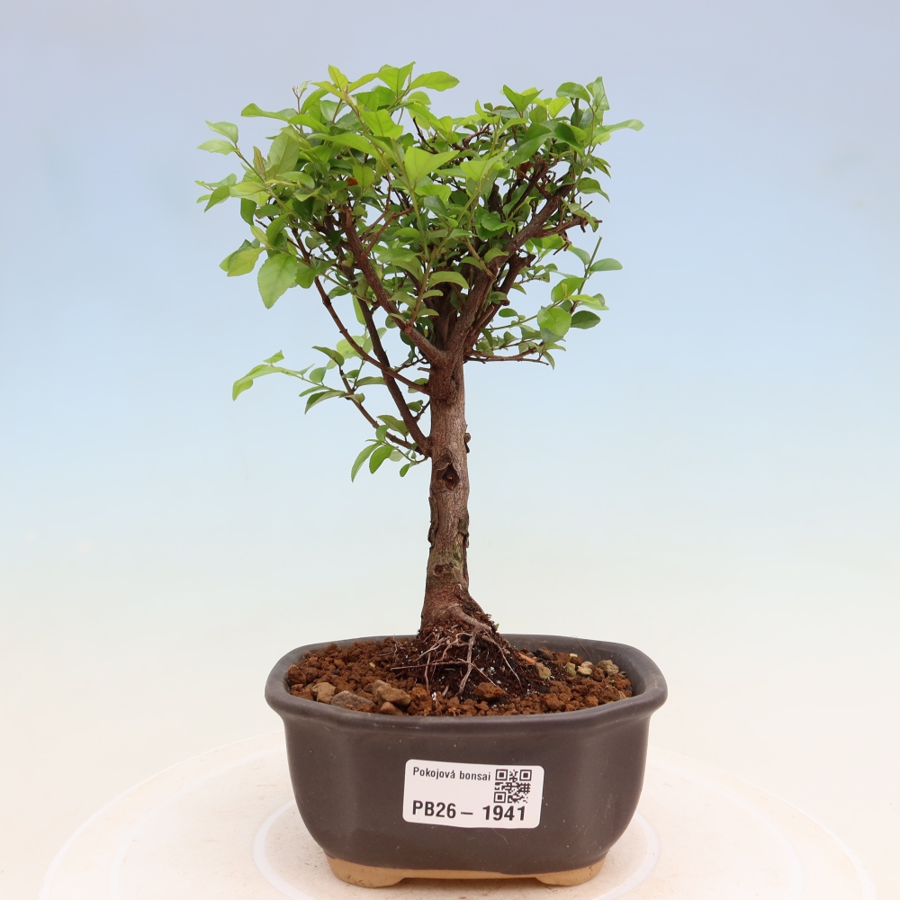 Camera bonsai - Sageretia thea - Sageretia thea