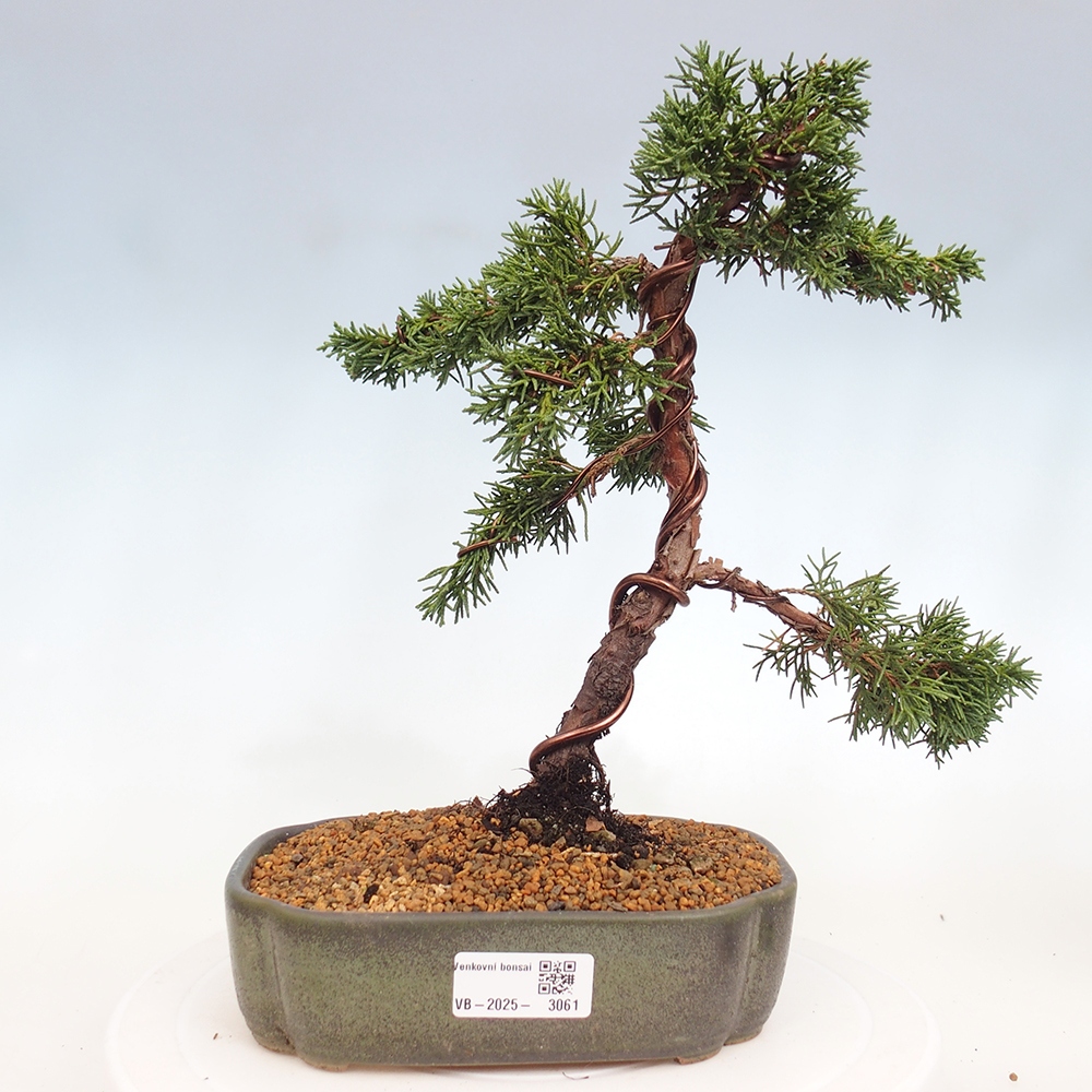 Bonsai da esterno - Juniperus chinensis Kishu
