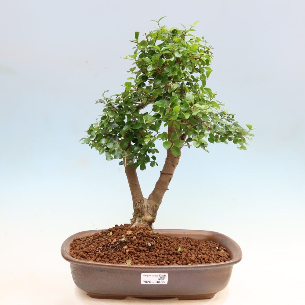 Camera bonsai -Ligustrum retusa - becco d'uccello a foglie piccole
