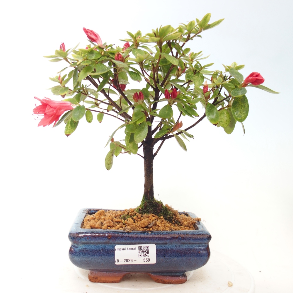 Bonsai da esterno - Azalea giapponese - Azalea sp.