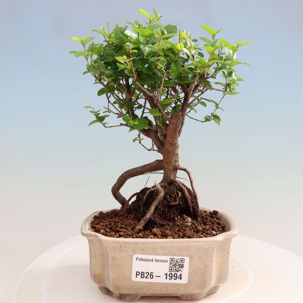 Camera bonsai - Sageretia thea - Sageretia thea