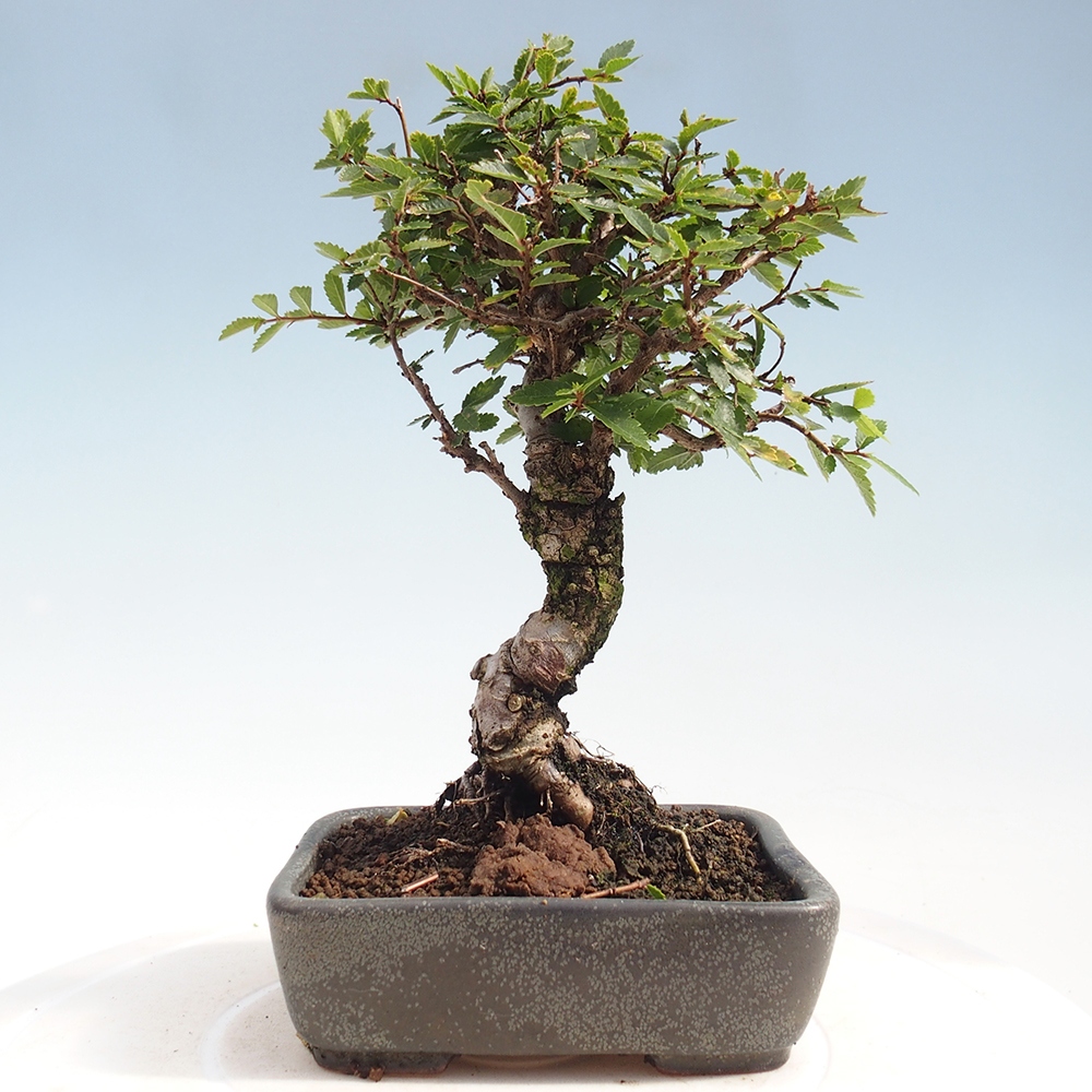 Bonsai da esterno - Zelkova - Zelkova NIRE