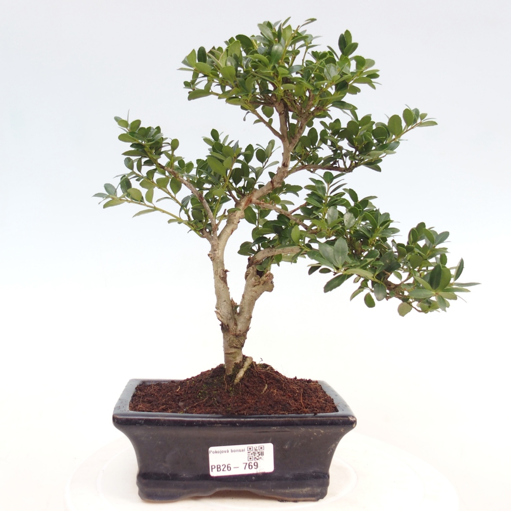 Camera bonsai - Ilex crenata - Agrifoglio