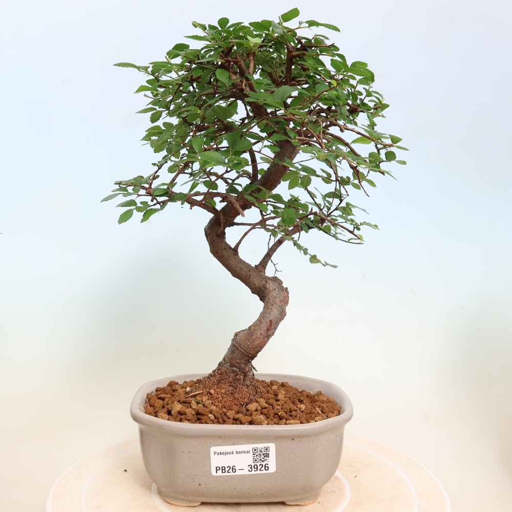 Camera bonsai - Ulmus parvifolia - Olmo a foglie piccole