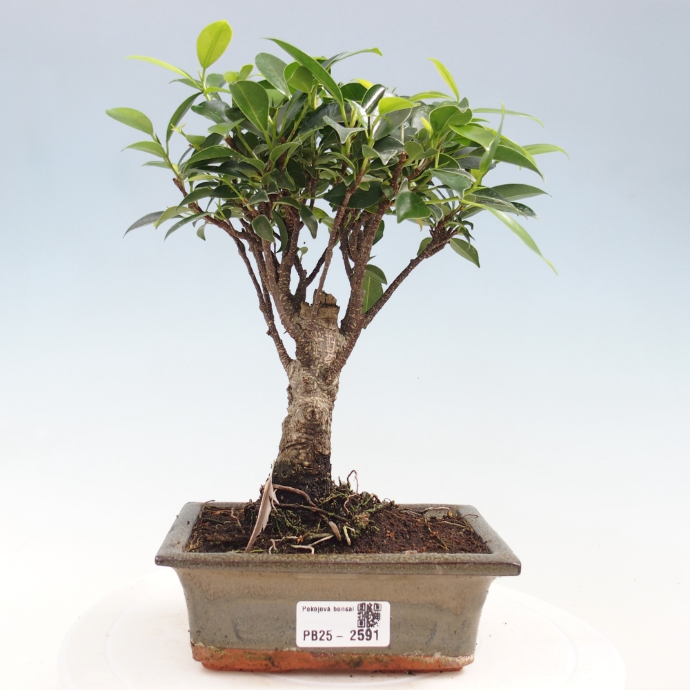 Camera bonsai - Ficus retusa - ficus a foglie piccole