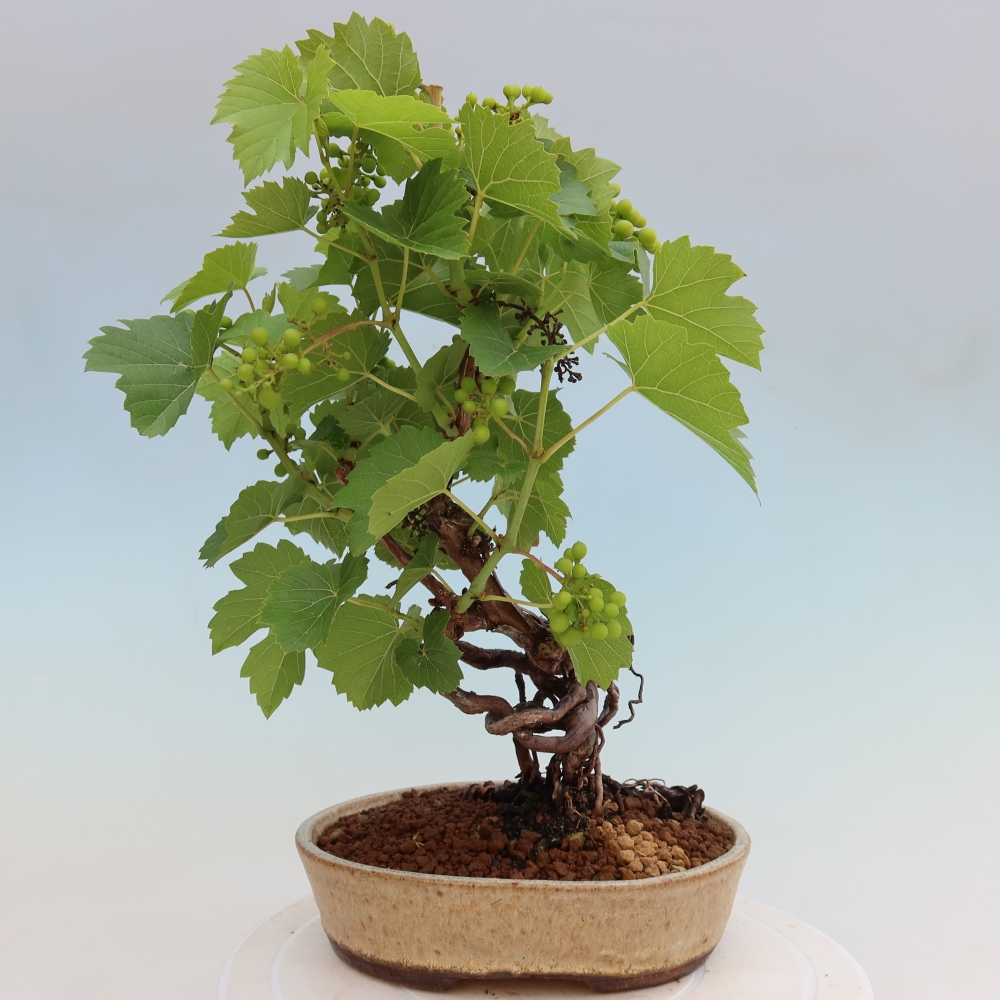 Bonsai da esterno - Vite - Vitis vinifera 