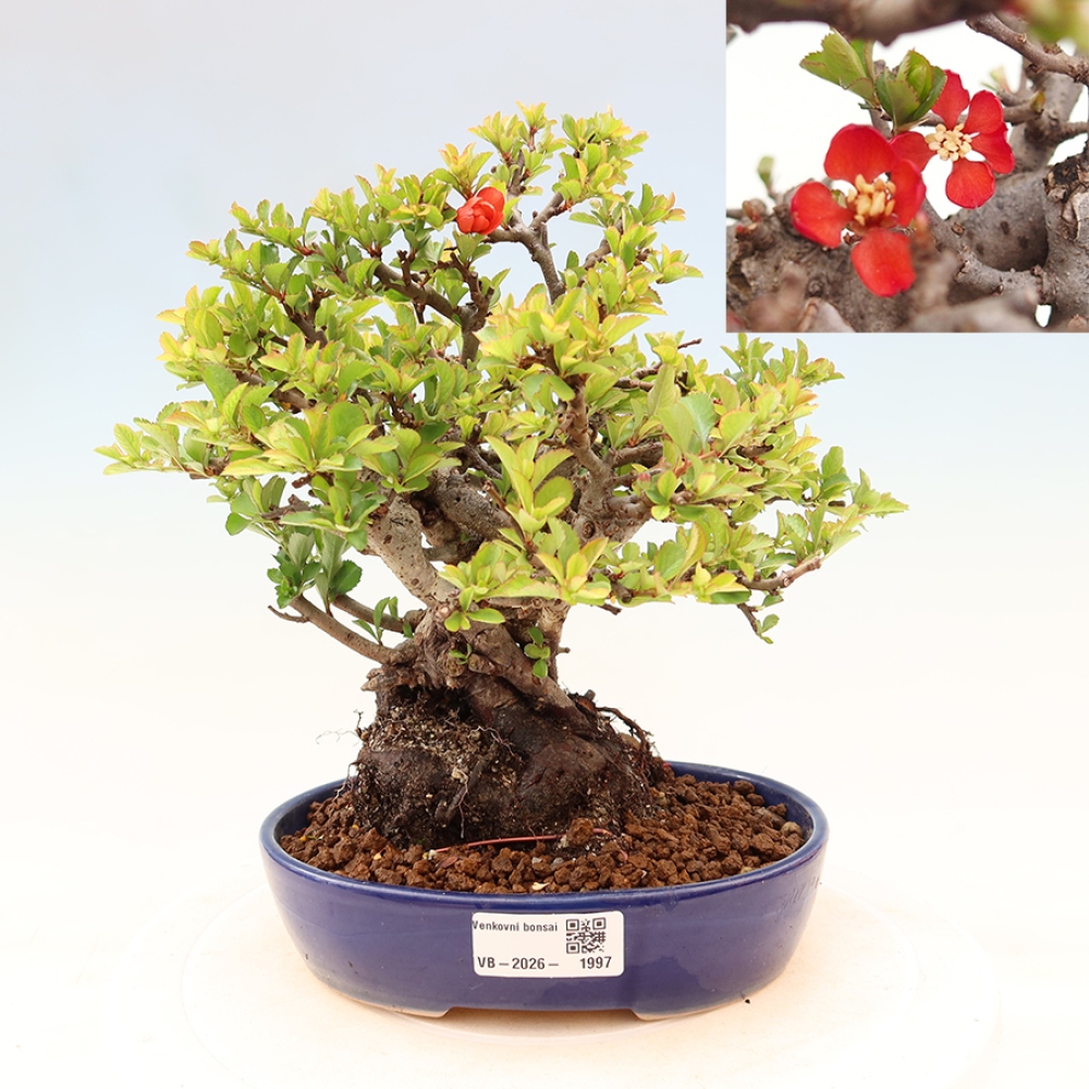 Bonsai da esterno - Chaneomeles speciosa Chojubai