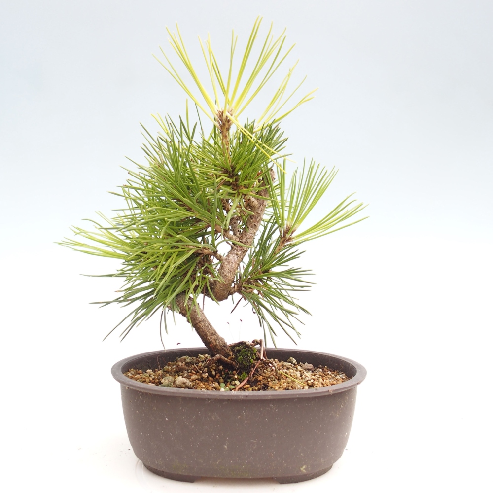 Bonsai da esterno - Pinus thunbergii - Pino di Thunberg