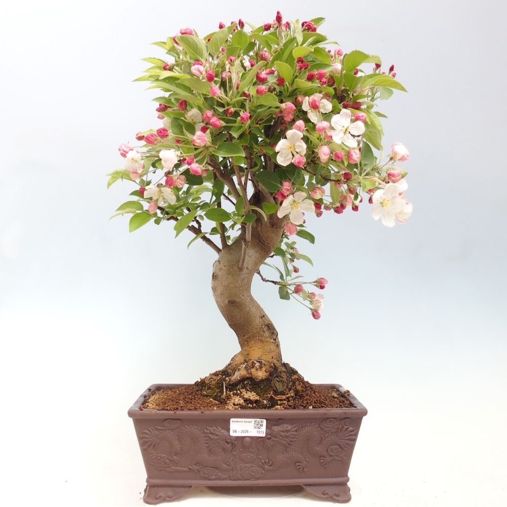 Bonsai da esterno -Malus halliana - Melo a frutto piccolo