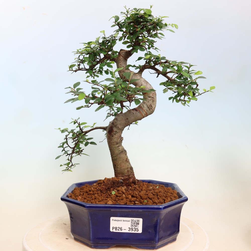 Camera bonsai - Ulmus parvifolia - Olmo a foglie piccole