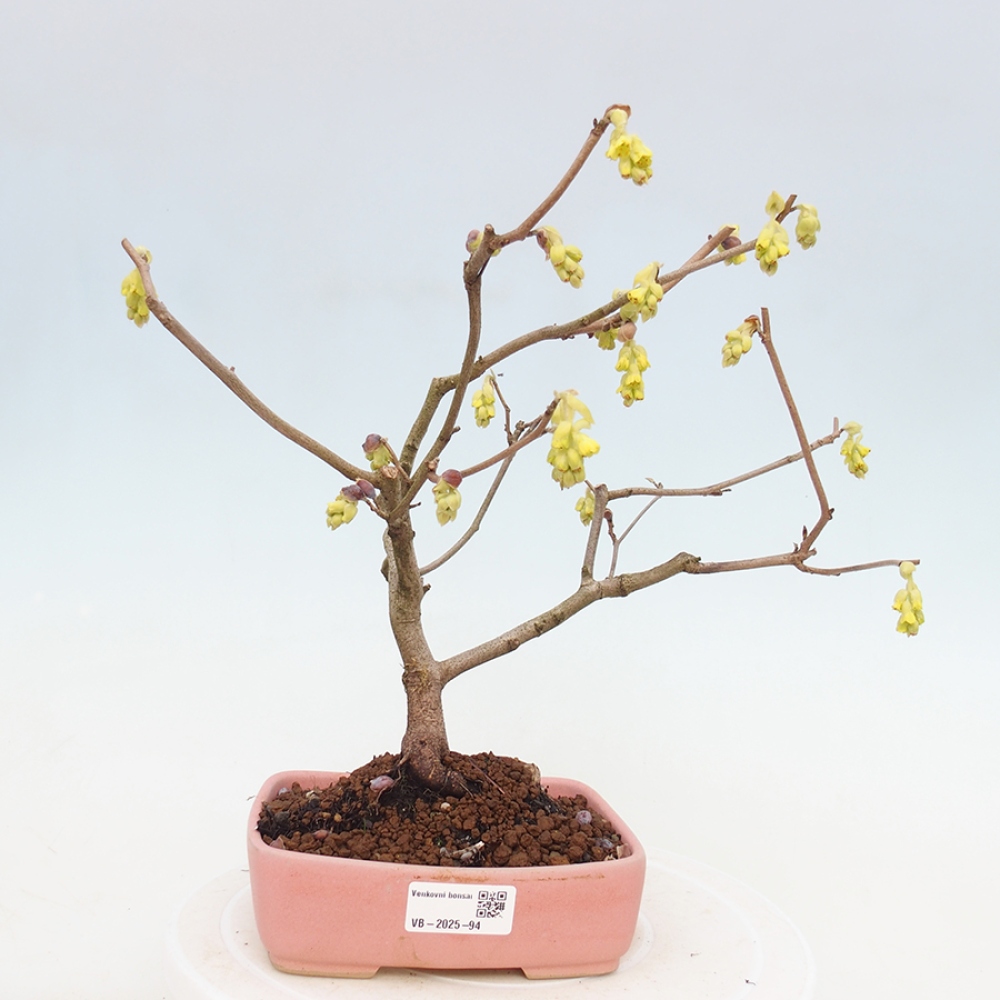 Bonsai da esterno - Nocciolo - Corylopsis Spicata