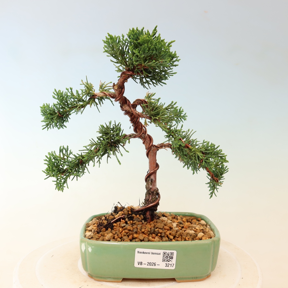 Bonsai da esterno - Juniperus chinensis Kishu