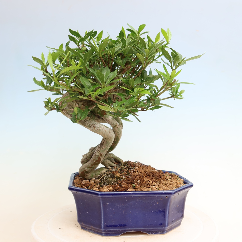 Camera bonsai - Gardenia jasminoides-Gardenia