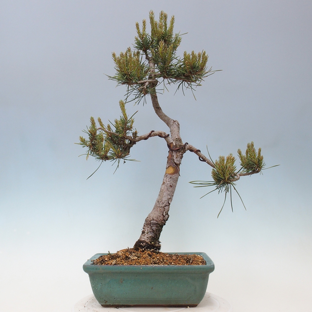 Bonsai da esterno - Pinus Sylvestris Watererri - Pino silvestre