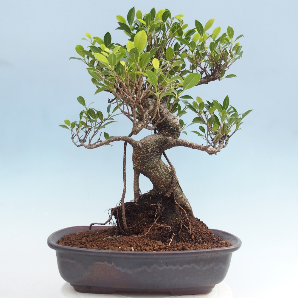 Camera bonsai - Ficus kimmen - ficus a foglie piccole