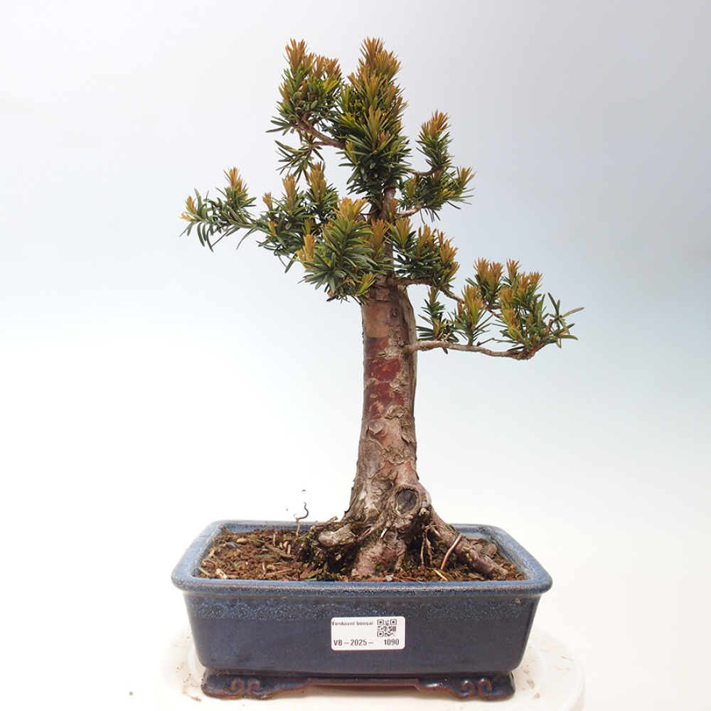 Bonsai da esterno - Taxus cuspidata - Tasso giapponese