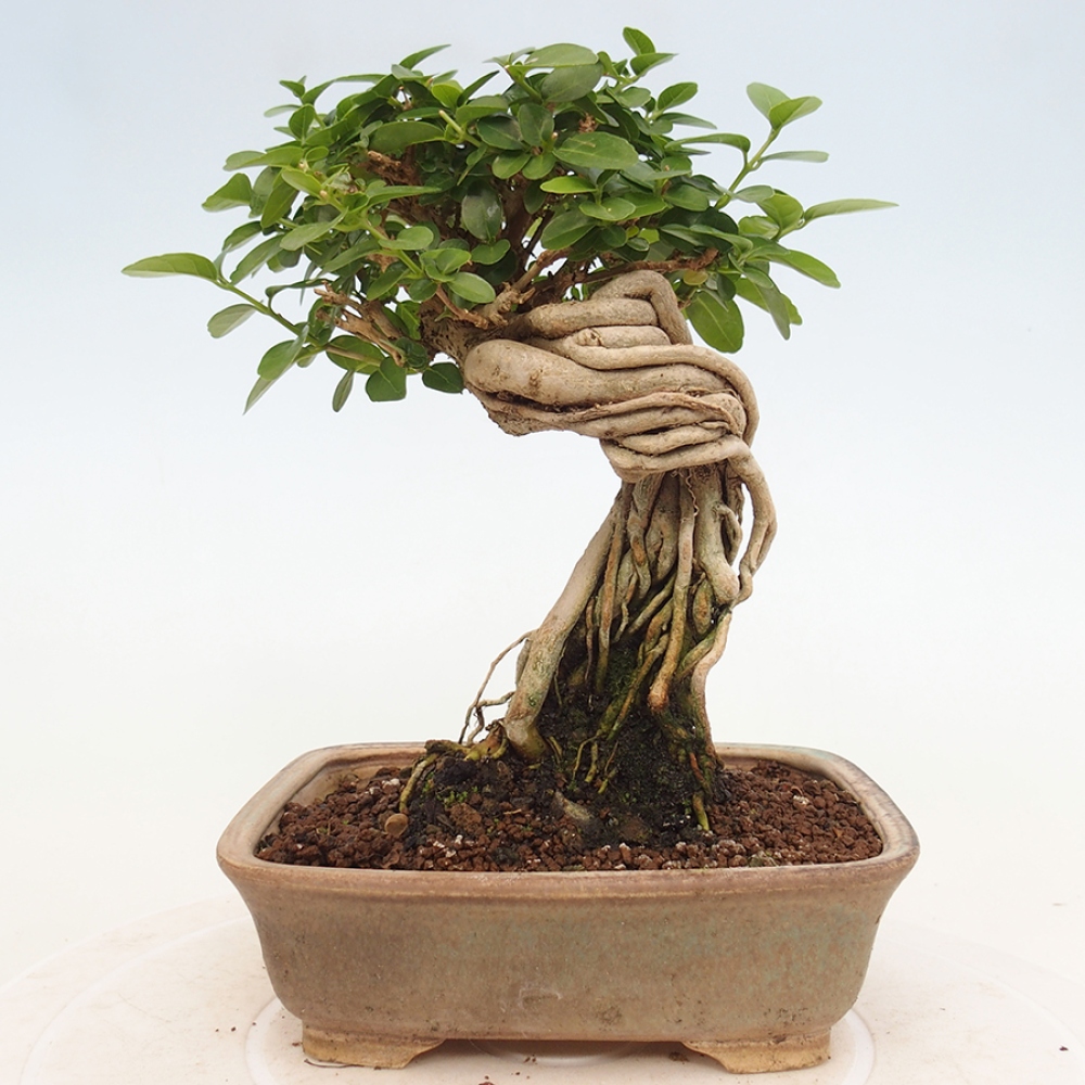 Bonsai da interno - Premna serratifolia - Kozlovna malolista