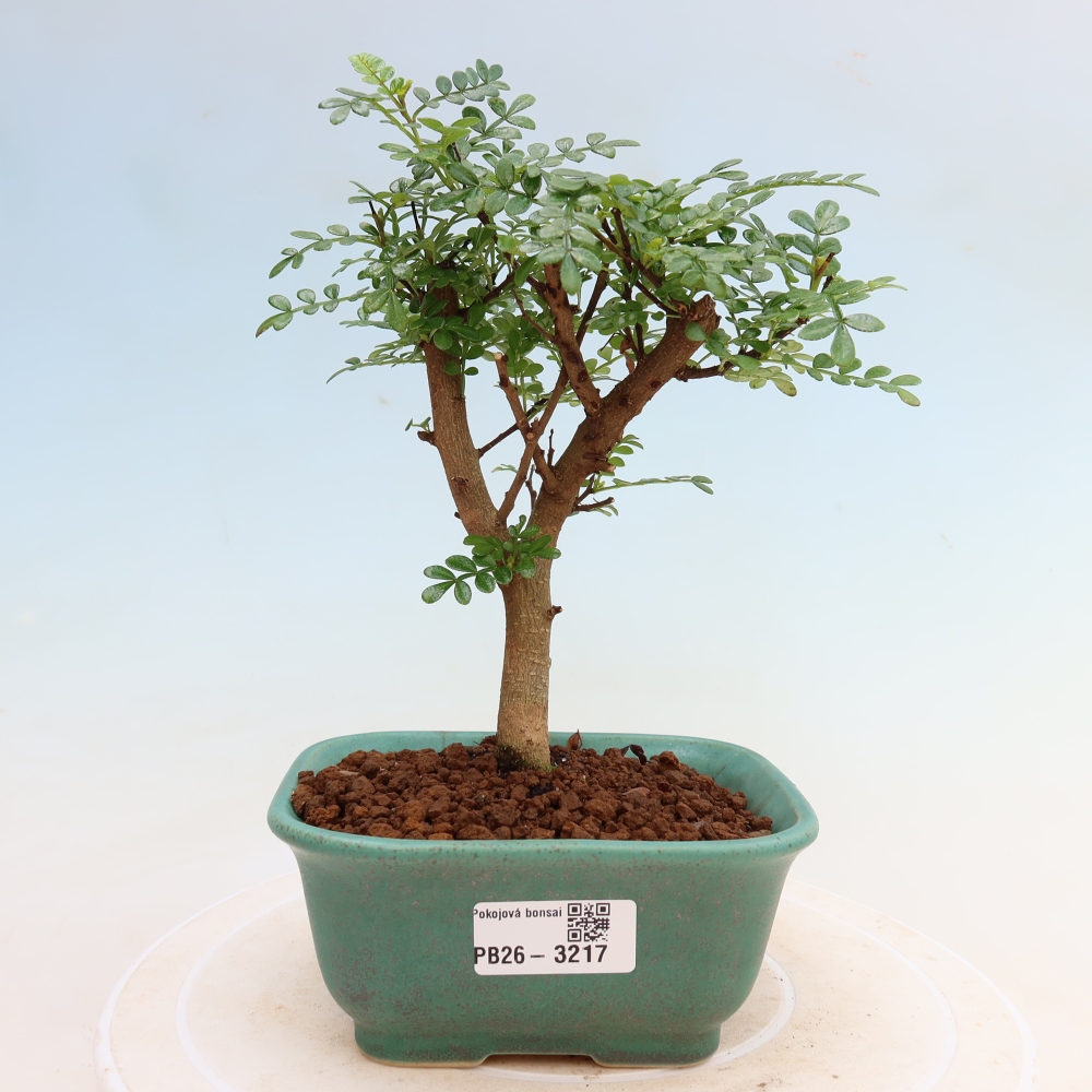 Camera bonsai - Zantoxylum piperitum - albero del pepe