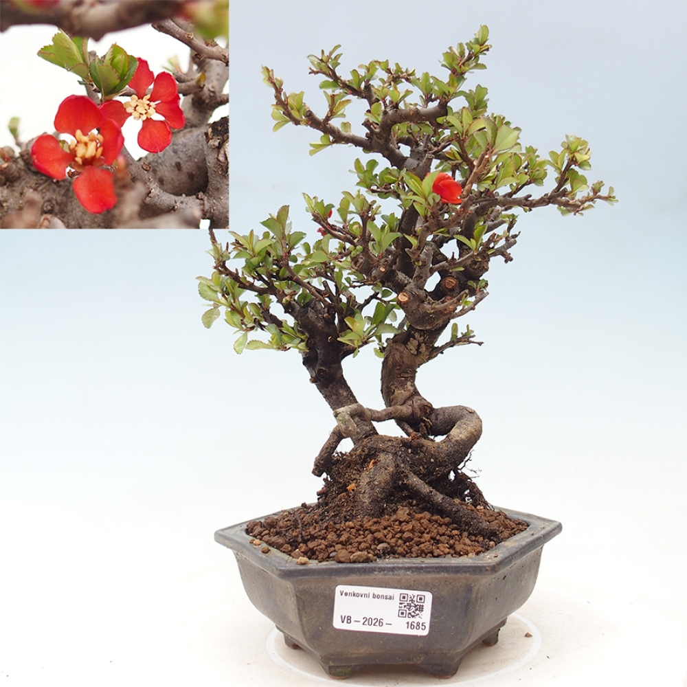 Bonsai da esterno - Chaneomeles speciosa - Cotogno