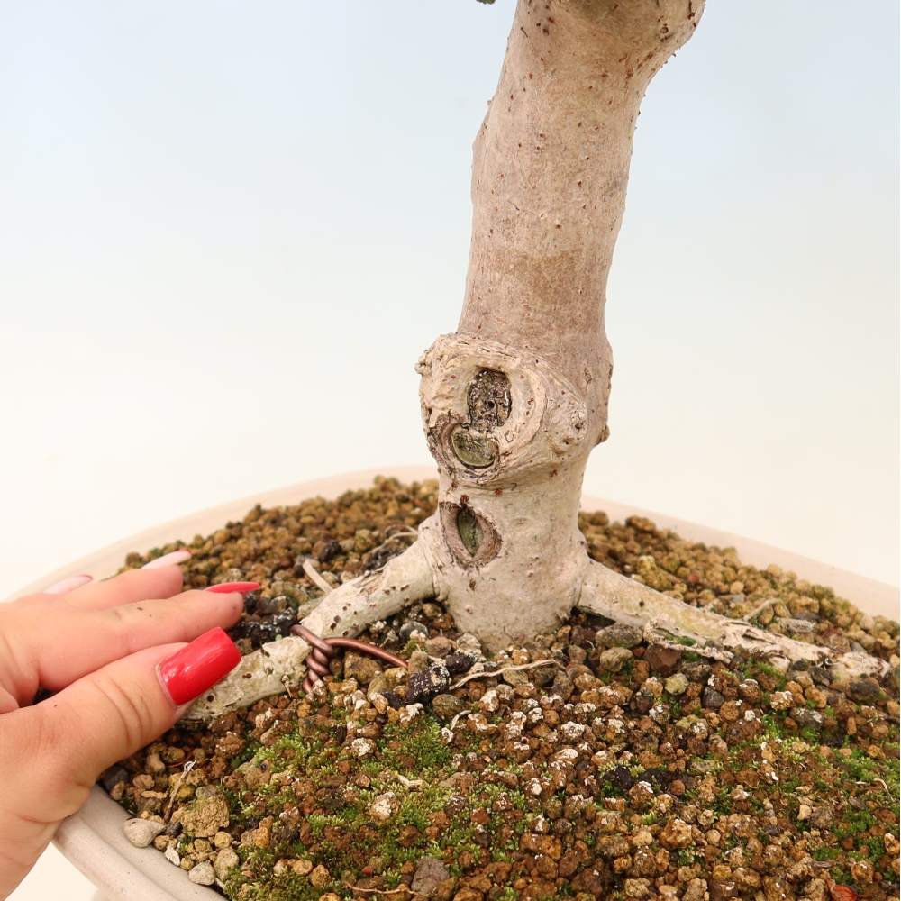 Bonsai da interno - Hibiscus tiliaceus - Ibisco marino