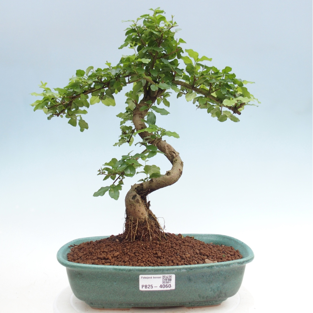Camera bonsai -Ligustrum chinensis - Becco d'uccello