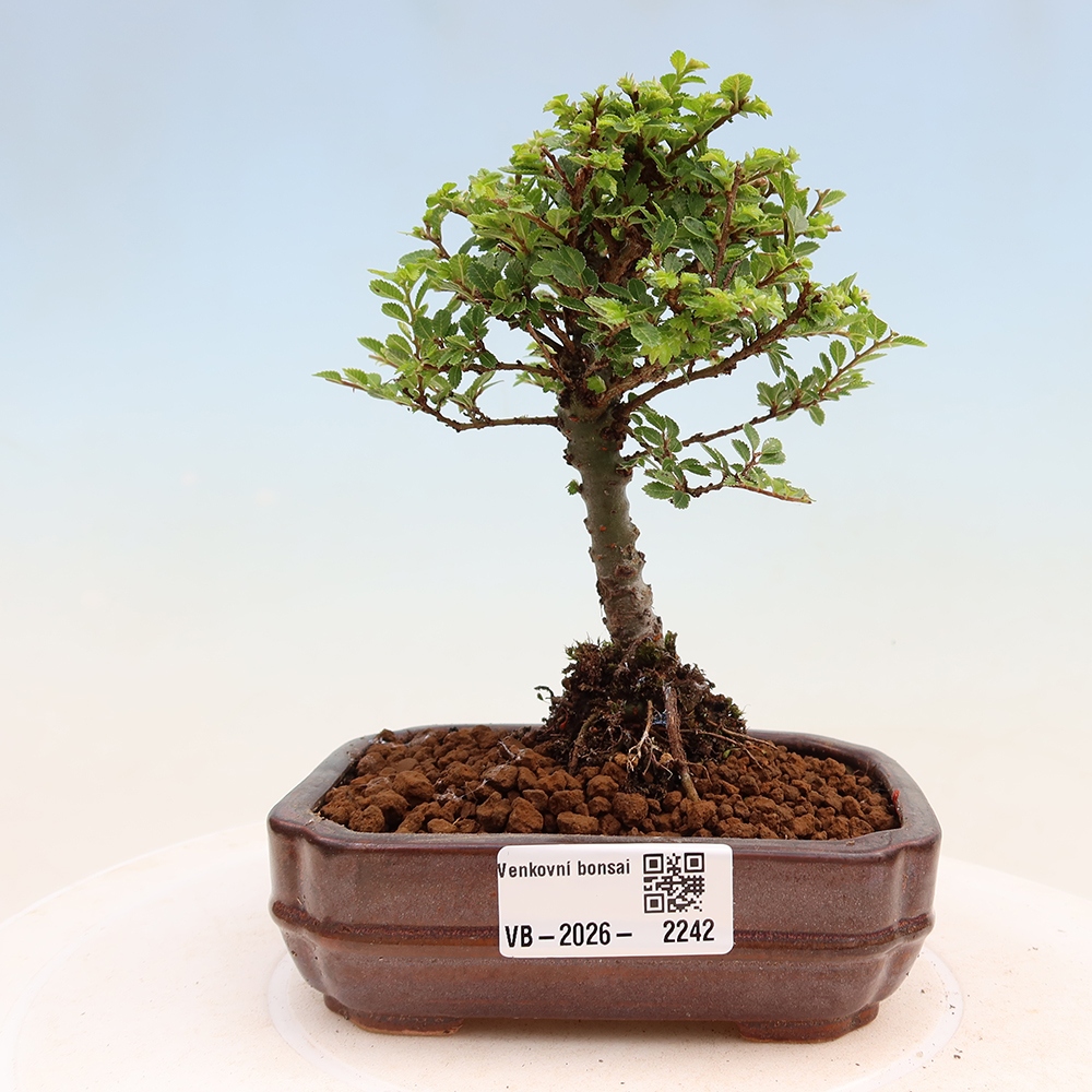 Bonsai da esterno - Ulmus parvifolia Sagei - Olmo a foglie piccole