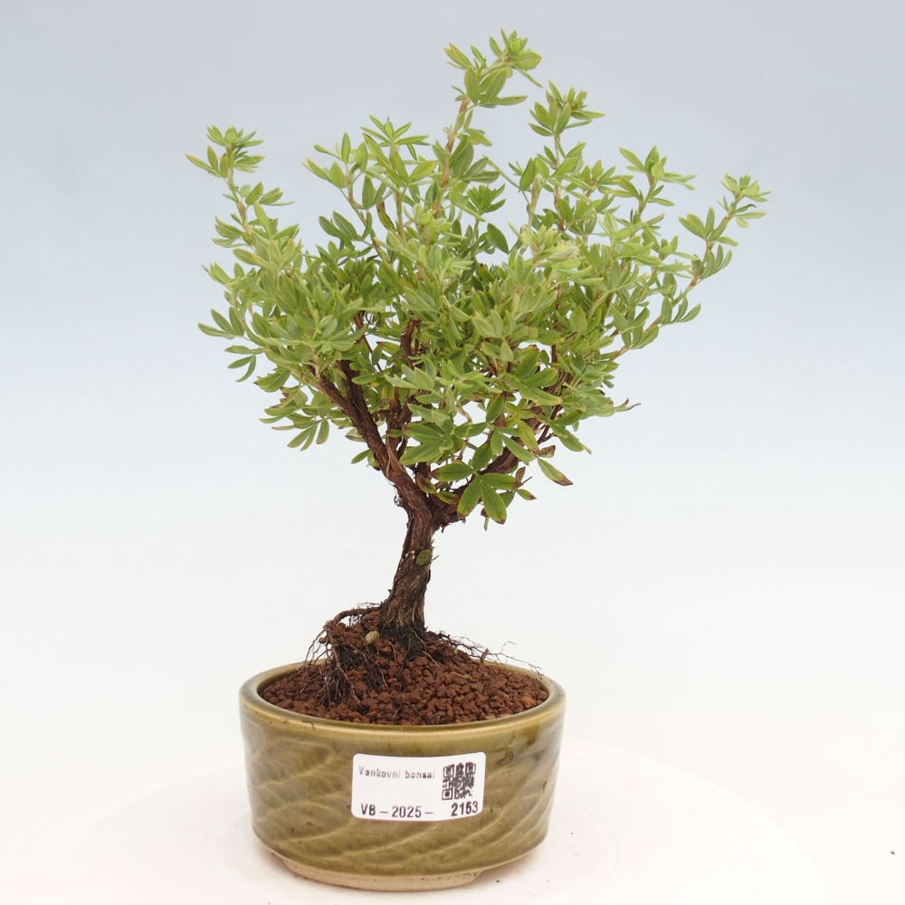 Bonsai da esterno - Potentila fruticosa yellow Bird