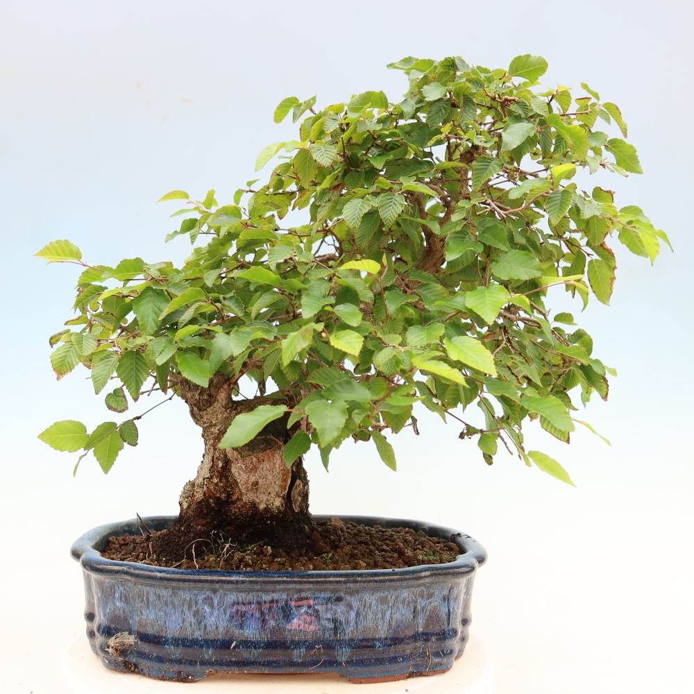 Bonsai da esterno -Carpinus Coreana - Carpino coreano