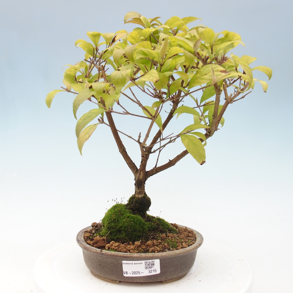 Bonsai da esterno - Callicarpa japonica