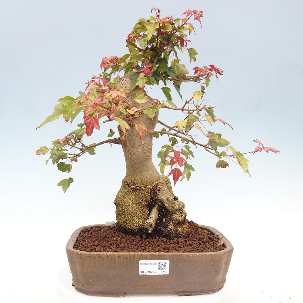Bonsai da esterno - Acer Buergerianum - Acero di Burger