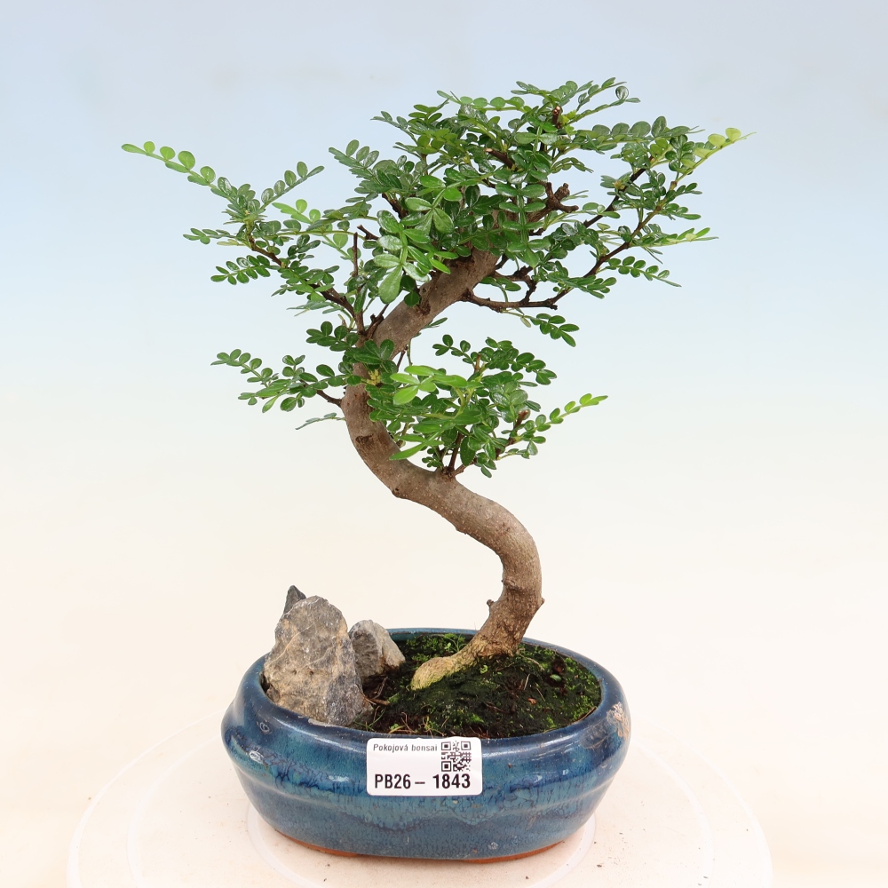 Camera bonsai - Zantoxylum piperitum - albero del pepe