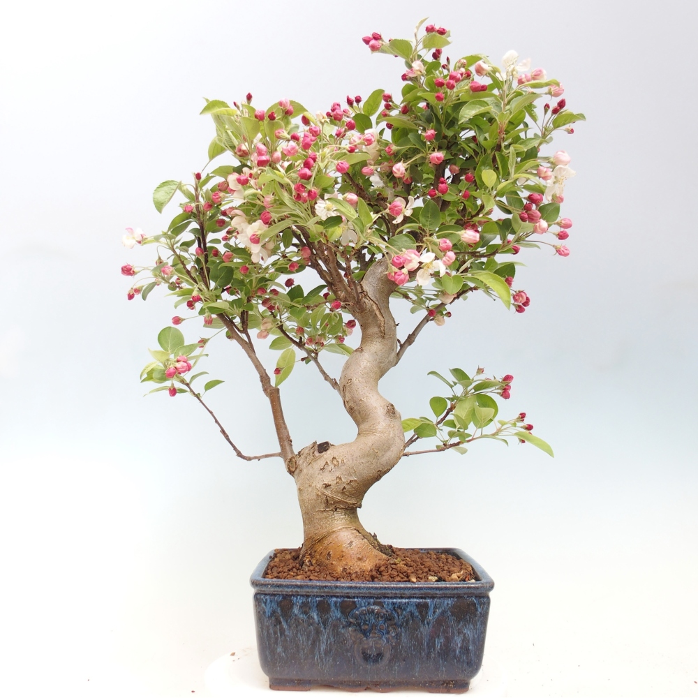 Bonsai da esterno -Malus halliana - Melo a frutto piccolo