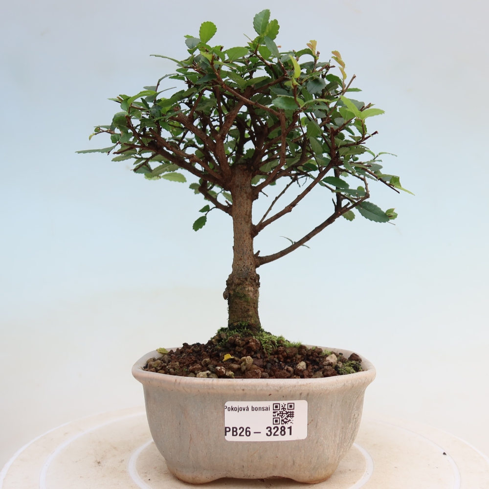 Camera bonsai - Ulmus parvifolia - Olmo a foglie piccole