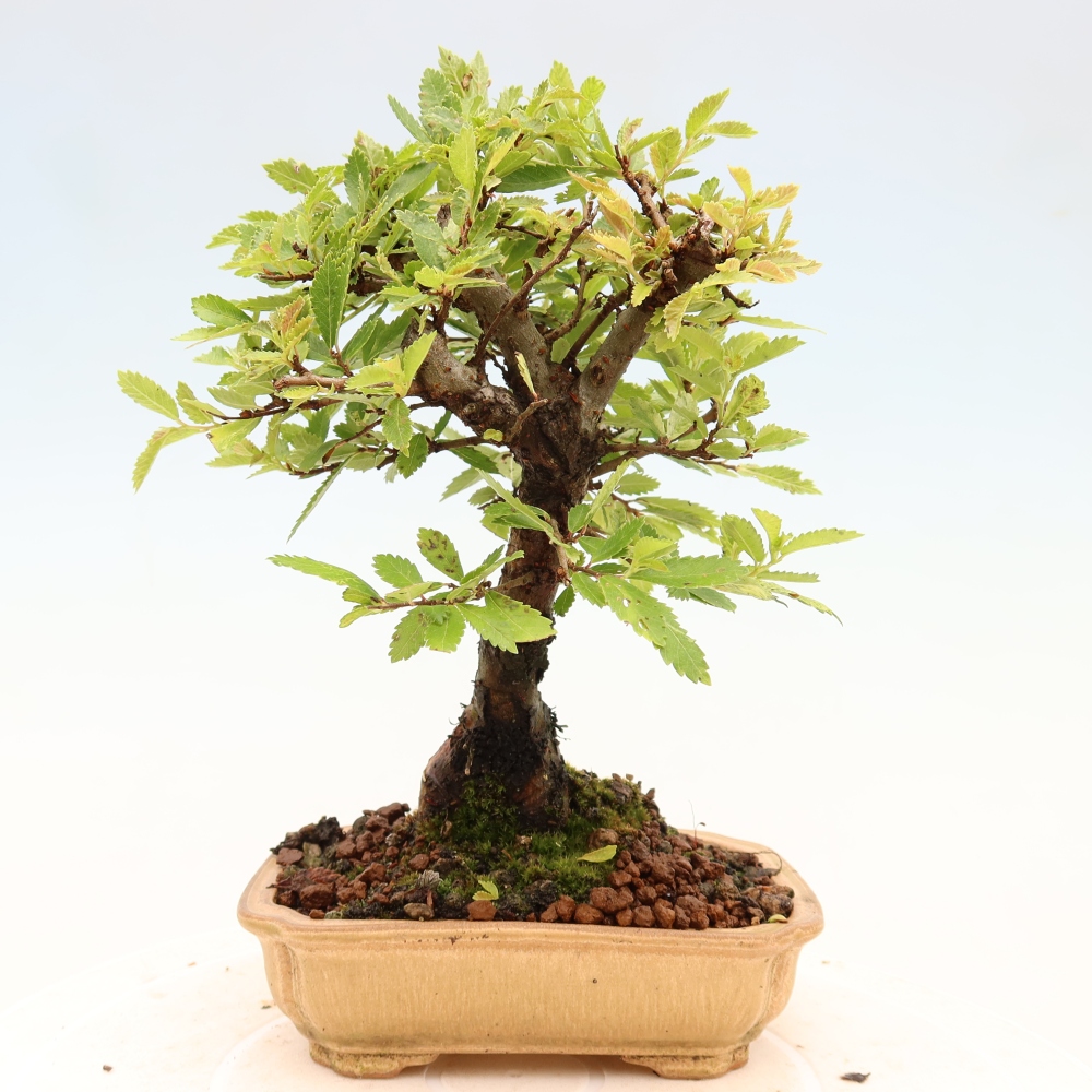 Bonsai da esterno - Zelkova - Zelkova NIRE