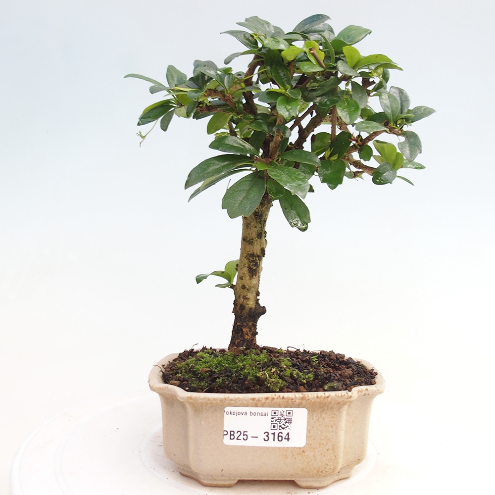 Camera bonsai - Carmona macrophylla - Tea fuki