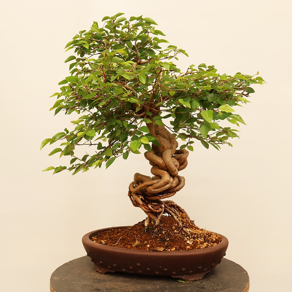 Bonsai da esterno -Carpinus Coreana - Carpino coreano