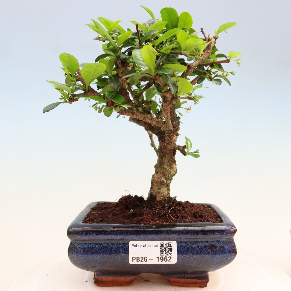 Camera bonsai - Carmona macrophylla - Tea fuki