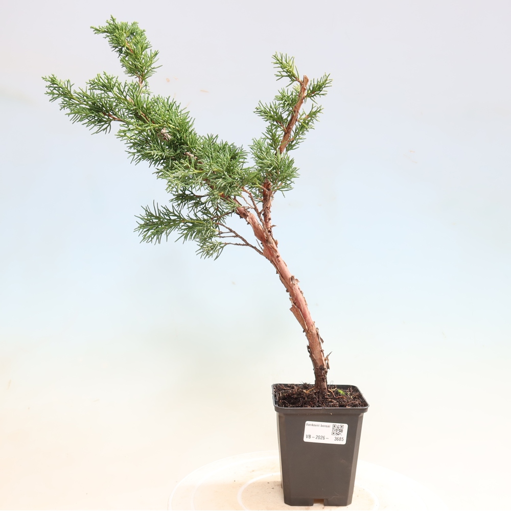Bonsai da esterno - Juniperus chinensis Kishu