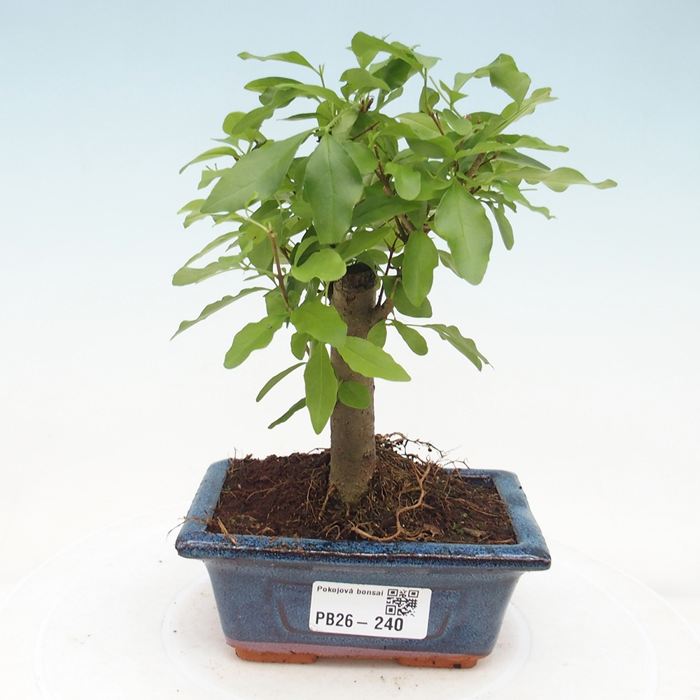 Camera bonsai -Ligustrum chinensis - Becco d'uccello