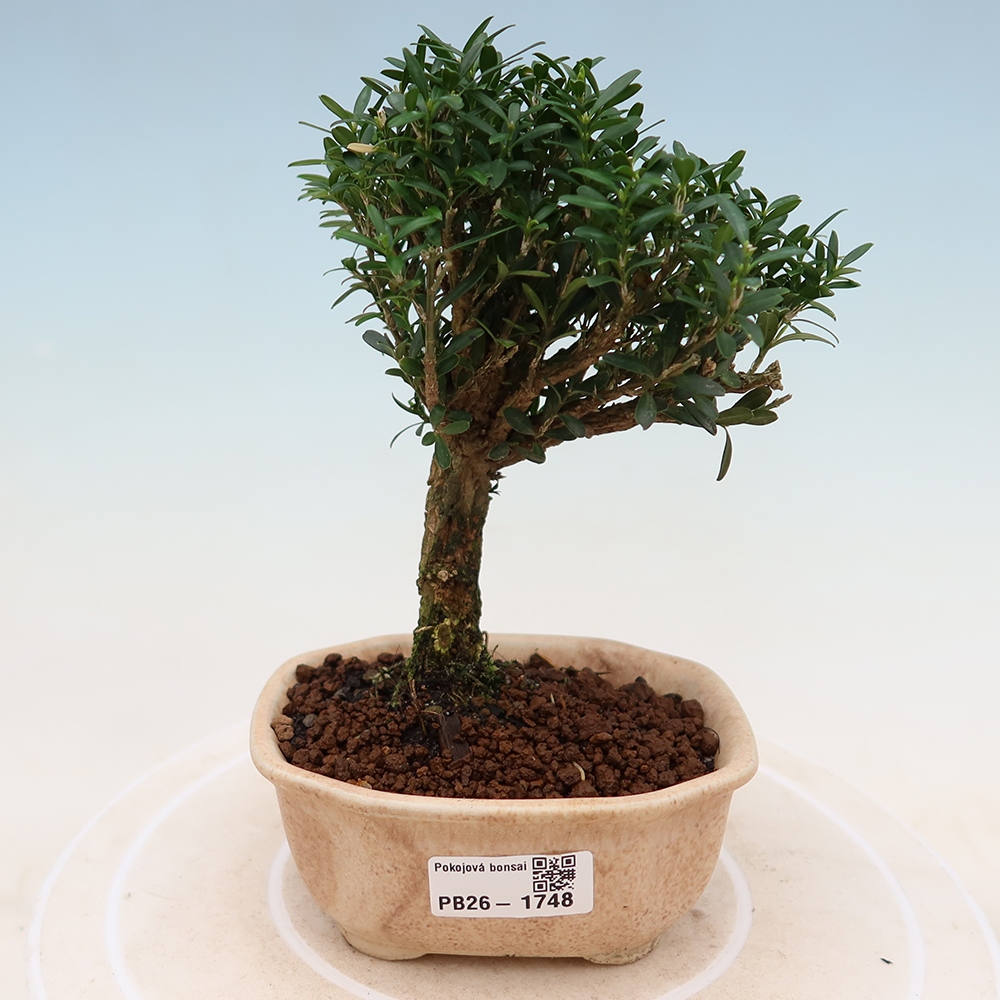 Camera bonsai - Buxus harlandii - buxus da sughero