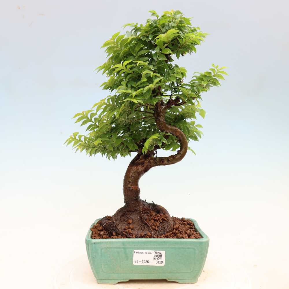Bonsai da esterno - Ulmus Jacqueline Hillier - Olmo magnifico