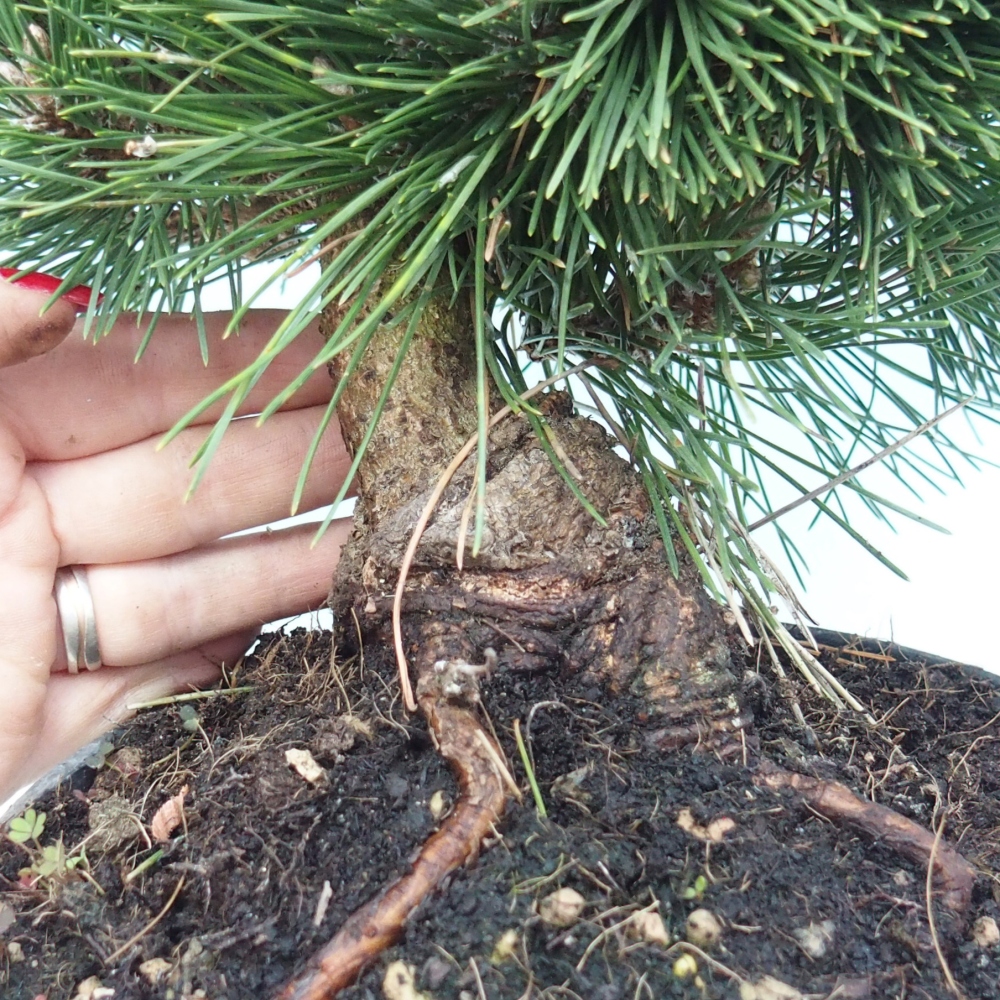 Bonsai da esterno - Pinus thunbergii senjyumaru - Pino di Thunberg