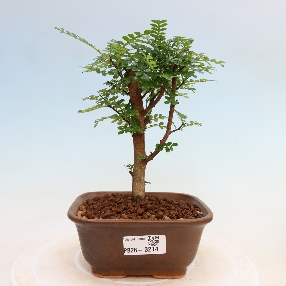 Camera bonsai - Zantoxylum piperitum - albero del pepe
