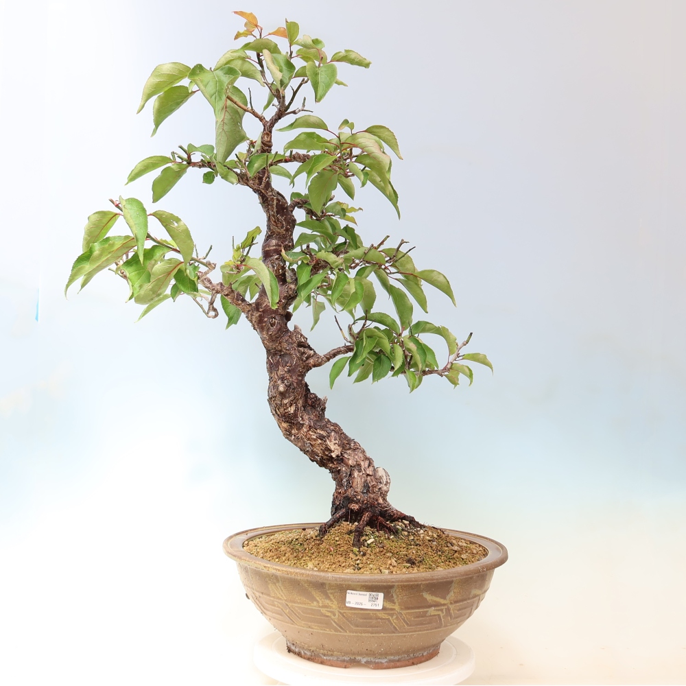 Bonsai da esterno - Albicocco giapponese - Prunus Mume
