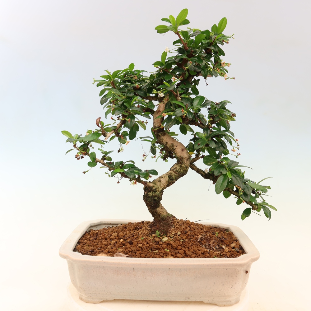 Camera bonsai - Carmona macrophylla - Tea fuki