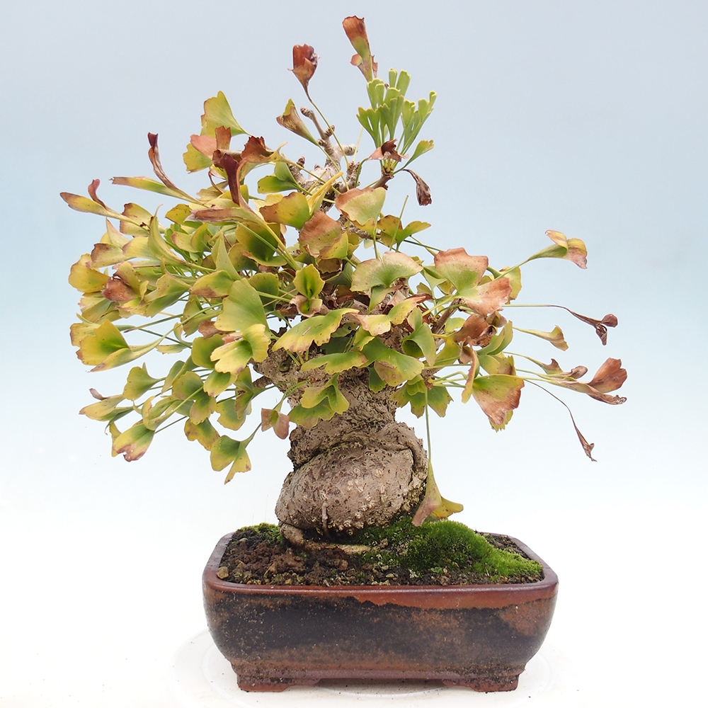 Bonsai da esterno - Ginkgo biloba - Ginkgo biloba