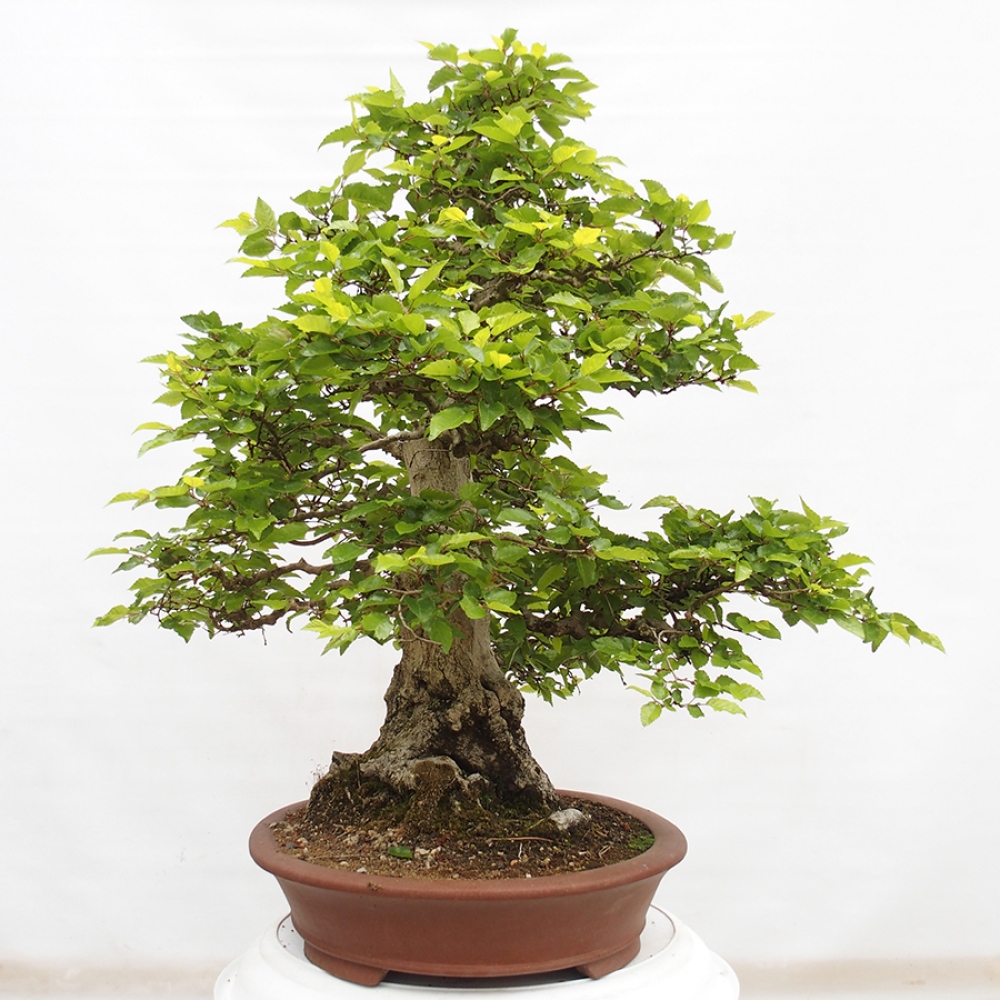 Bonsai da esterno -Carpinus CARPINOIDES - Carpino coreano